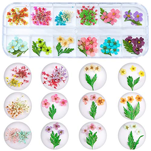 2 Kutuları için Kurutulmuş Çiçekler Nail Art, KİSSBUTY 24 Renkler Kuru Çiçekler Mini Gerçek Doğal Çiçekler Nail Art Malzemeleri